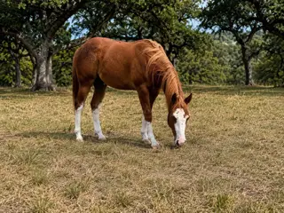 Harry Stylish, 1 Year Old Sorrel Quarter Horse Colt for Sale in Liberty Hill, TX, photo 5 of 5