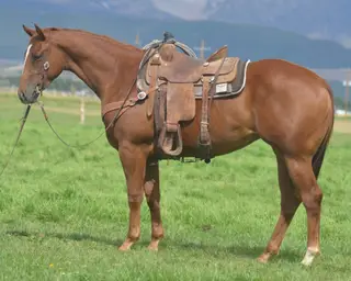 Show Me A Paddy, 2 Year Old Quarter Horse Filly for Sale in Beaver, UT