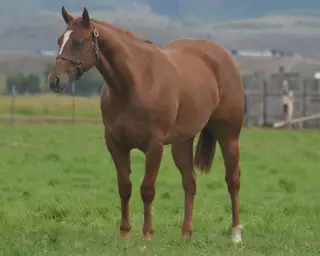 Show Me A Paddy, 2 Year Old Sorrel Quarter Horse Filly for Sale in Beaver, UT, photo 2 of 5