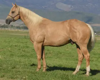 Show Me A Paddy, 2 Year Old Sorrel Quarter Horse Filly for Sale in Beaver, UT, photo 3 of 5