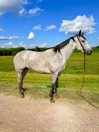 DS Peppy Paprika, 7 Year Old Bay Roan Quarter Horse Mare for Sale in Columbus, WI