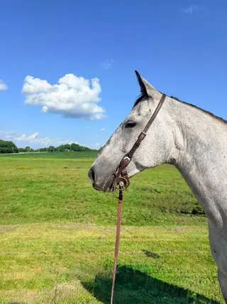 DS Peppy Paprika, 7 Year Old Bay Roan Quarter Horse Mare for Sale in Columbus, WI, photo 2 of 5