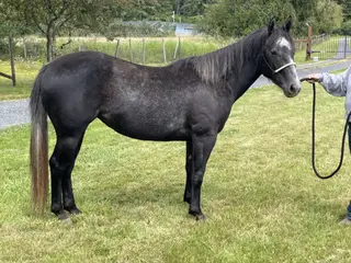 Lil Shining Moon (Sprout)