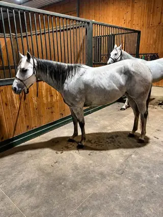 Grey Grade Mare