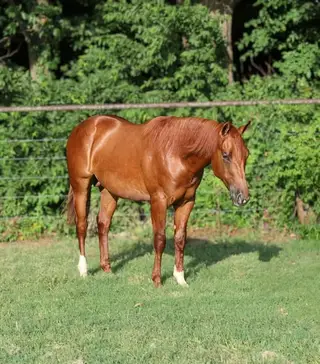 Colt by Electric Snow