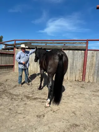 Continental Blue Boy (Waylon), 10 Year Old Blue Roan Quarter Horse Gelding for Sale in Braymer, MO, photo 2 of 5