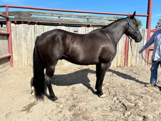 Continental Blue Boy (Waylon), 10 Year Old Blue Roan Quarter Horse Gelding for Sale in Braymer, MO, photo 3 of 5