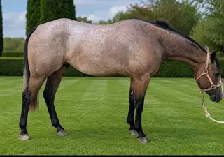 Martin Smoking Gun, 2 Year Old Bay Quarter Horse Gelding for Sale