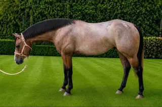 Martin Smoking Gun, 2 Year Old Bay Quarter Horse Gelding for Sale, photo 2 of 3
