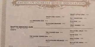 Martin Smoking Gun, 2 Year Old Bay Quarter Horse Gelding for Sale, photo 3 of 3