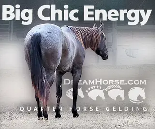Big Chic Energy (Dude)