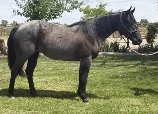 Filly by A Vintage Smoke