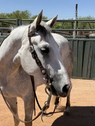 Metallics Smoke N Gun (Remmie), 4 Year Old Grey Quarter Horse Mare for Sale in Tucson, AZ