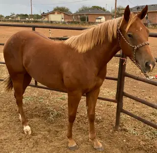 Sorrel Quarter Horse Filly, 1 Year Old Sorrel Quarter Horse Filly for Sale in Dimmitt, TX