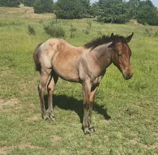 Freckled Dual Boon (Willow), Foal Bay Roan Quarter Horse Filly for Sale in Oconto, NE