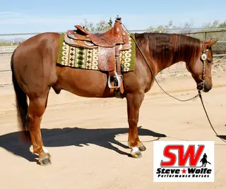 Major, Sorrel Quarter Horse Gelding for Sale in AZ
